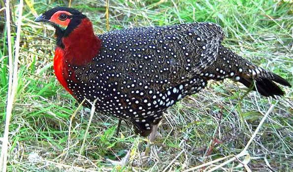 State bird of Himachal artificially hatched for first time - Hello Jammu  News