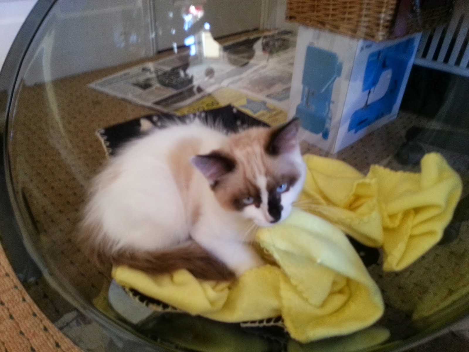 How Much Do You Get Paid At A Cat Cafe How Much Do You Get Paid At A Cat Cafe