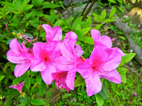 Yangmingshan Pink Flowers Taiwan