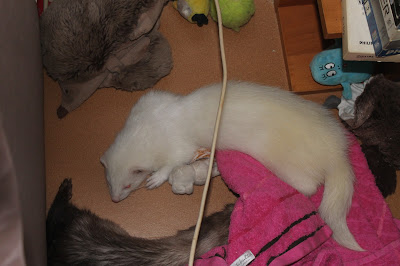 fretti+ferret