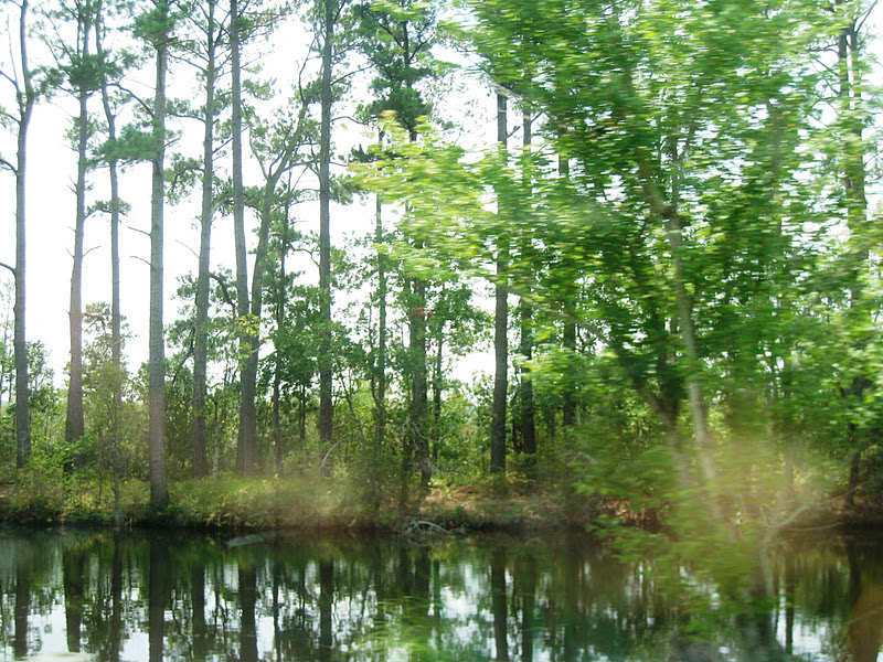North Carolina Hikes Alligator River National Wildlife Refuge (Wildlife Drive)