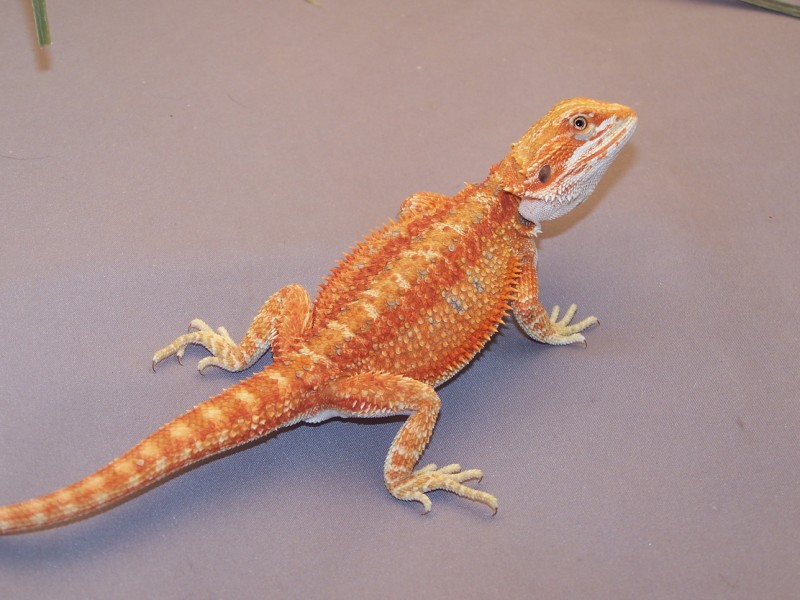 bearded-dragon-bath-temperature-8.jpg bearded-dragon-bath-temperature-8.jpg