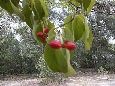 Are+dogwood+tree+berries+poisonous