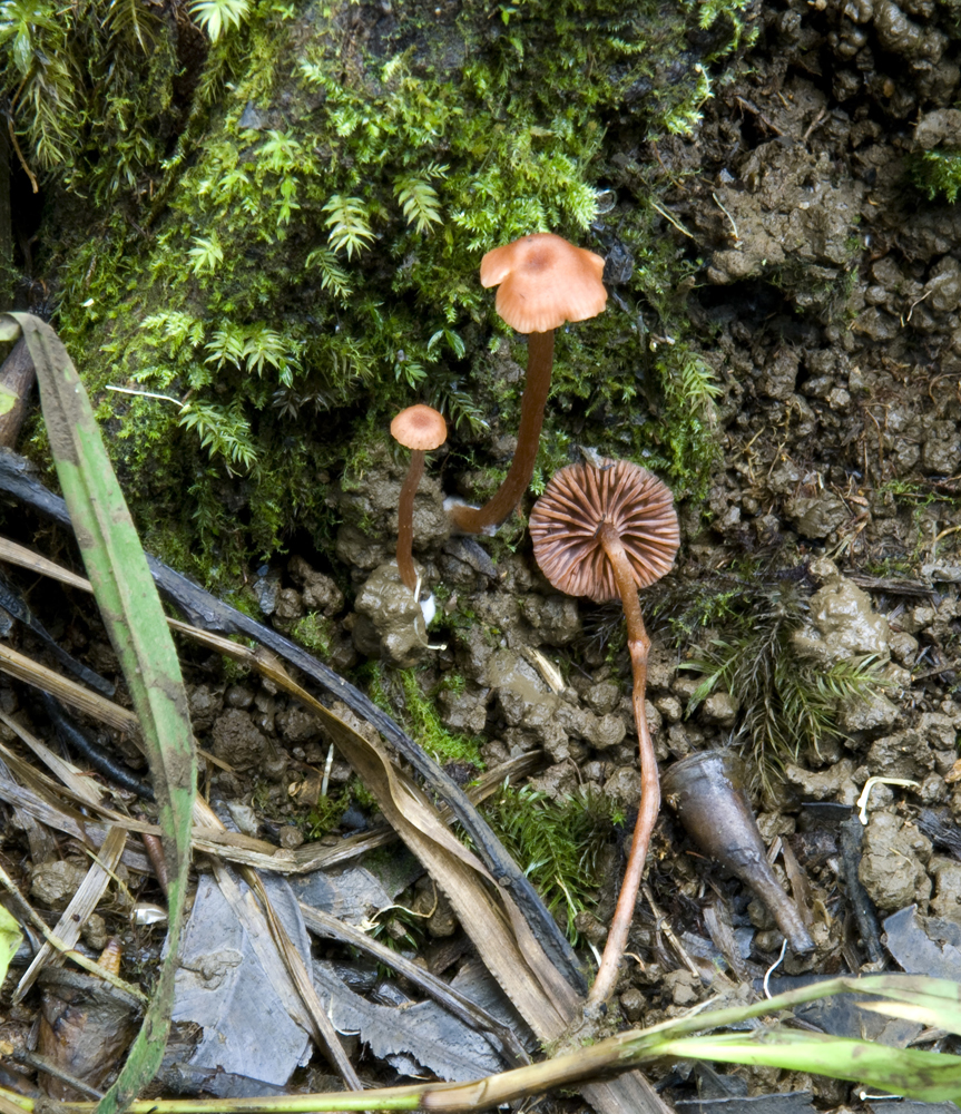The 3 Foragers Foraging for Wild, Natural, Organic Food Mushrooms in