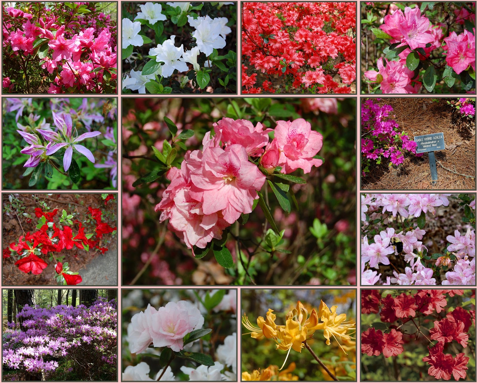 Recollections of a Vagabonde Azaleas at Callaway Gardens