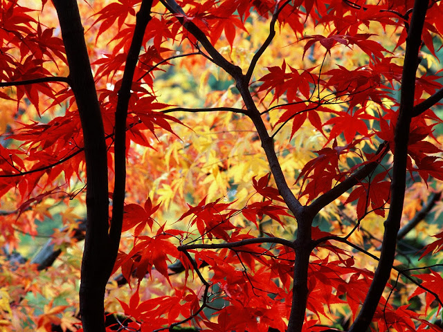 Autumn Maple8