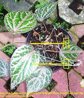 Terpenoid dan steroid adalah