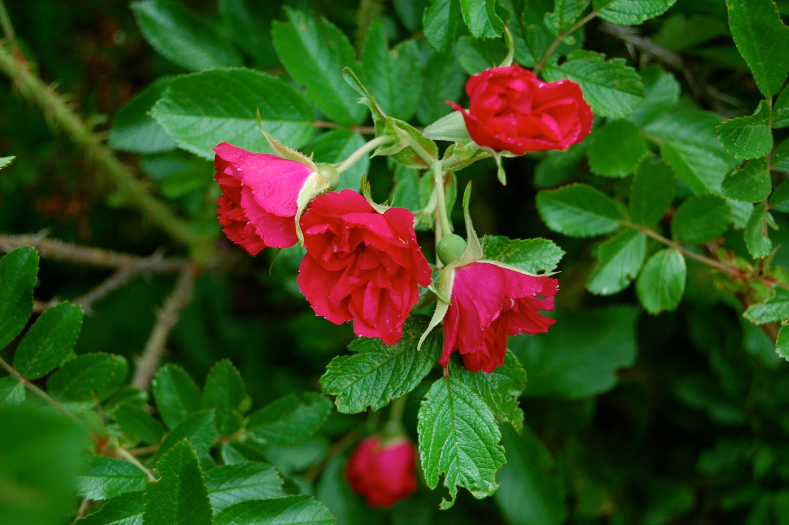 Astrid's Garden Design Roses in my garden