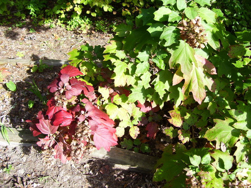 The Next Stage Women And Retirement The Survivors Oakleaf