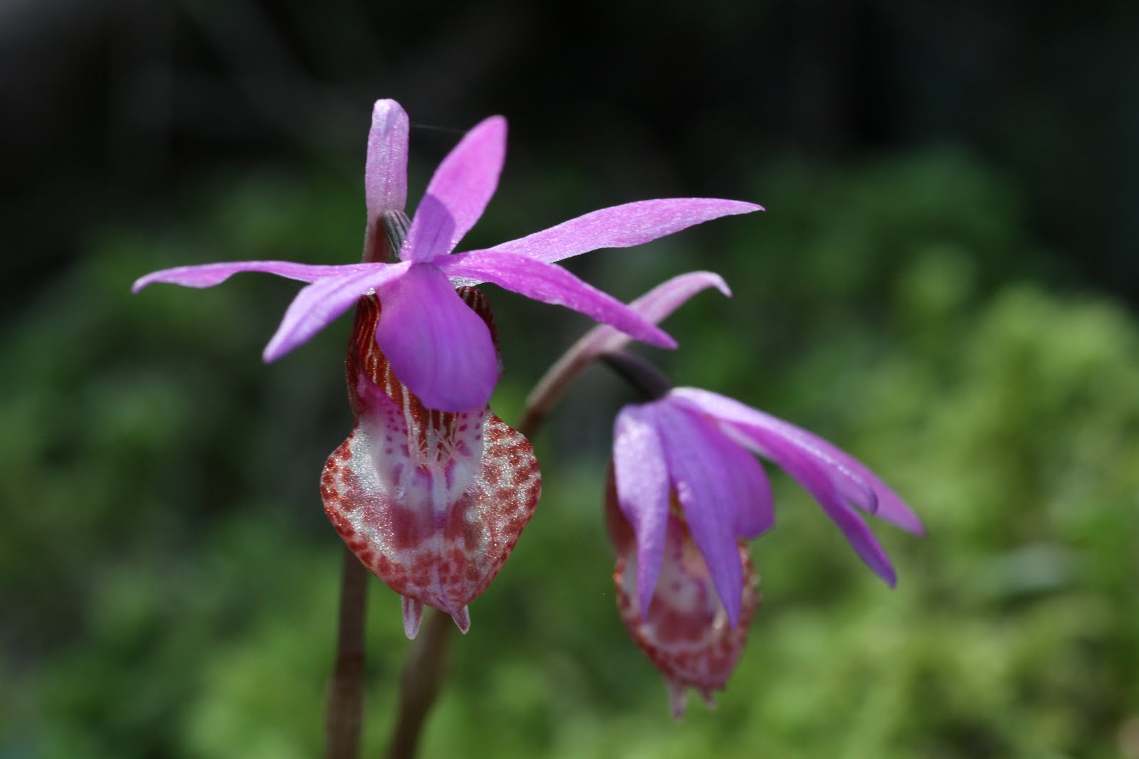 Serendipity and Orchids First Native Orchids of the Year