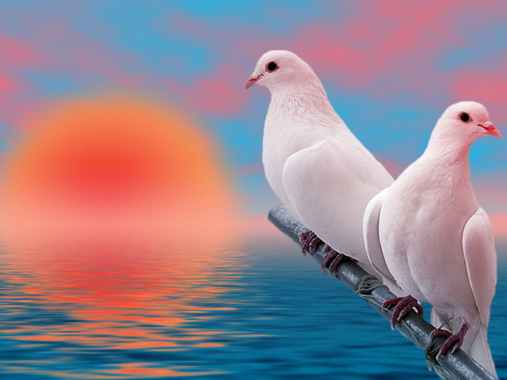 Cool Animals Pictures: White Dove Background Wallpapers For Your Computer