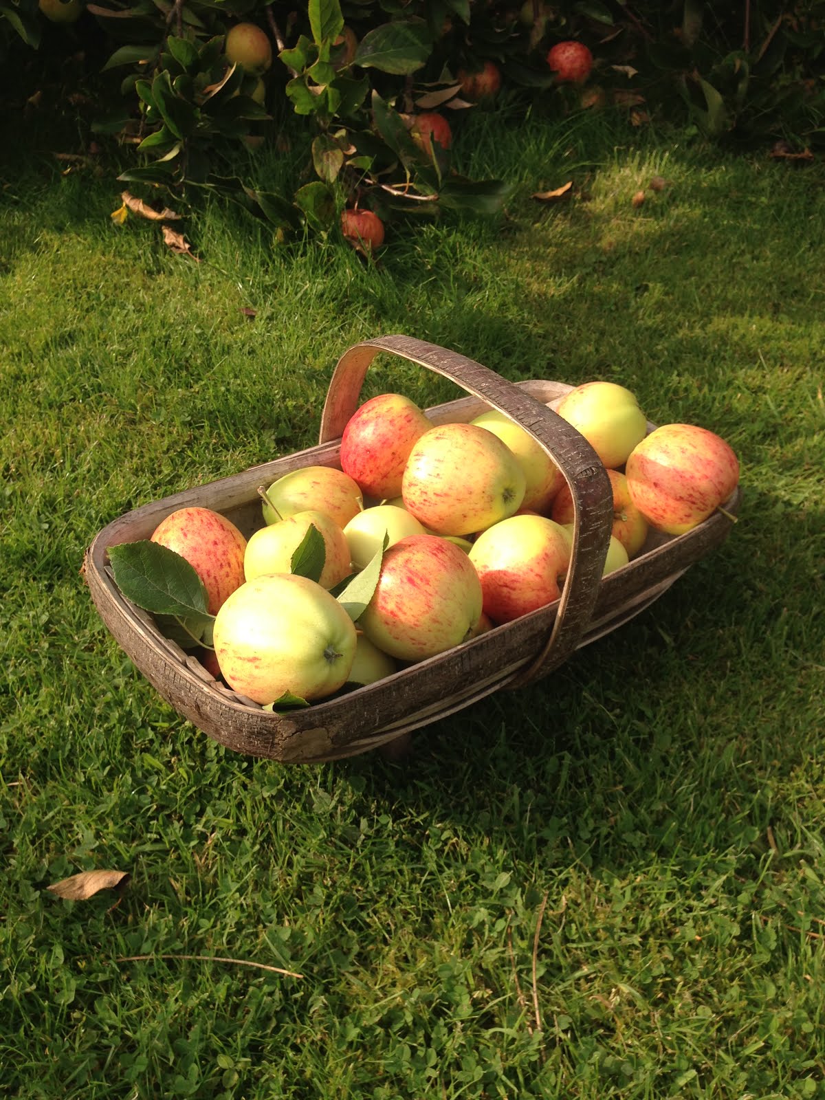 Garden Apples