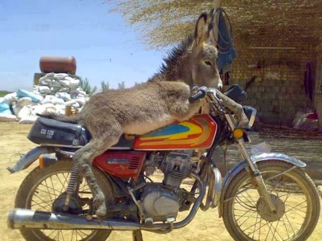 donkey cycle