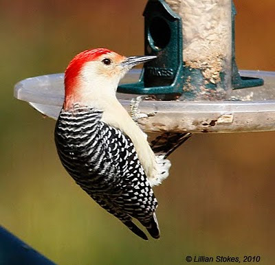 Birding Is Fun!: Red-bellied Woodpecker, the Orange Juice Woodpecker!
