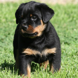 ROTTWEILLER