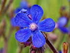 Anchusa italica