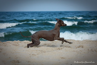 ABIGAIL Pustynny Wiatr Italian Greyhound