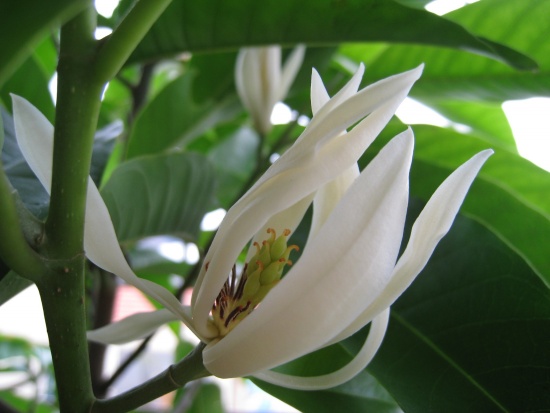 [Image: hoa-ngoc-lan-3.jpg]