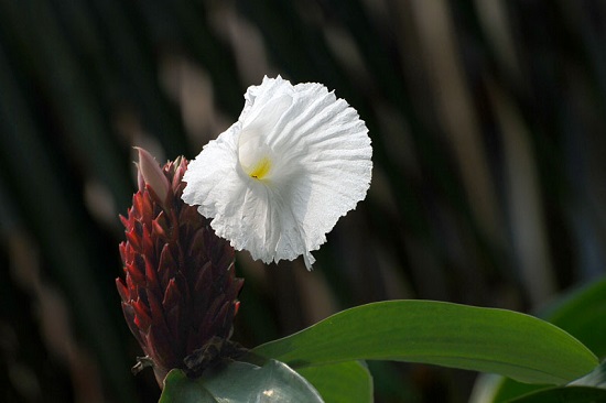 [Image: hoa-mia-do-4.jpg]