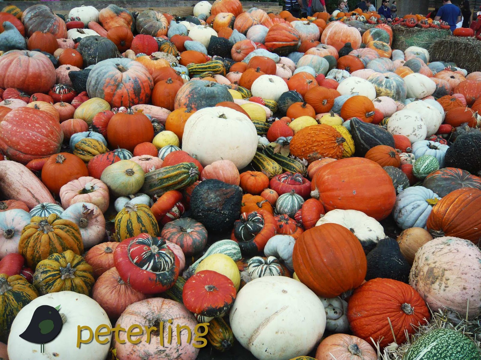 Kessy S Pink Sugar Halloween Saftige Kurbis Muffins Mit Weisser