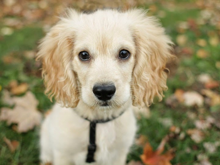 Sparky Cocker Spaniel Mix Puppy