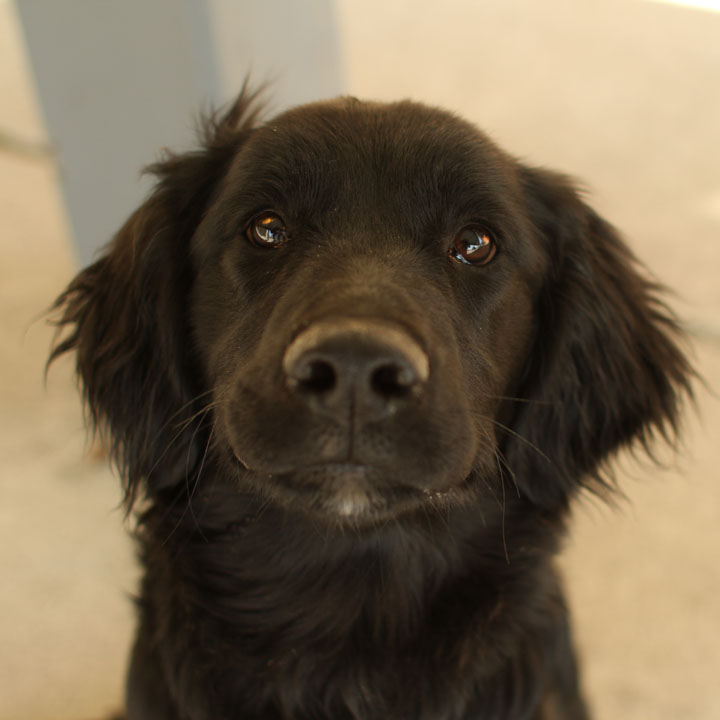Unnamed Flat Coated Retriever puppy mix