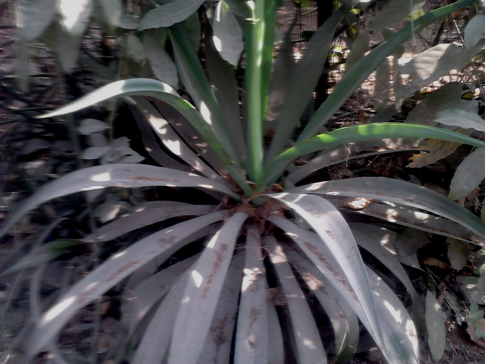 Garden Care Simplified: Agave Plants