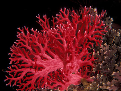 கடற் தாவரங்கள்...... Red+coral+1+400x300