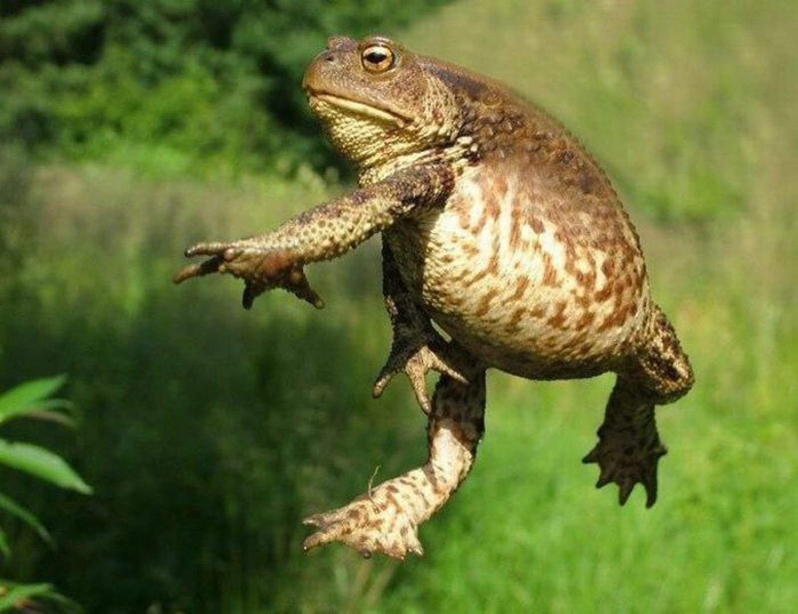 Funny Animals HD Wallpapers HD Nature Wallpapers