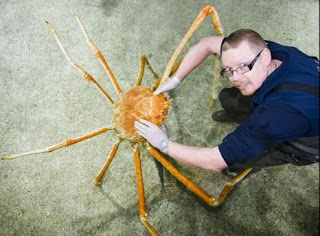 Penemuan Kepiting Raksasa Bernama Crab Kong
