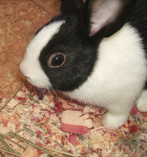 Cute Bunny Rabbit Cute Bunny Rabbit