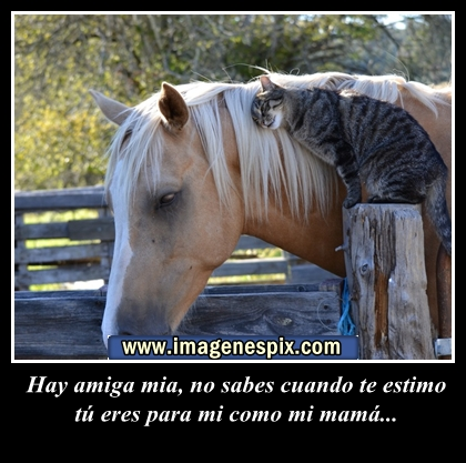 ... amor : Imágenes de animales con frases para etiquetar en tu muro de