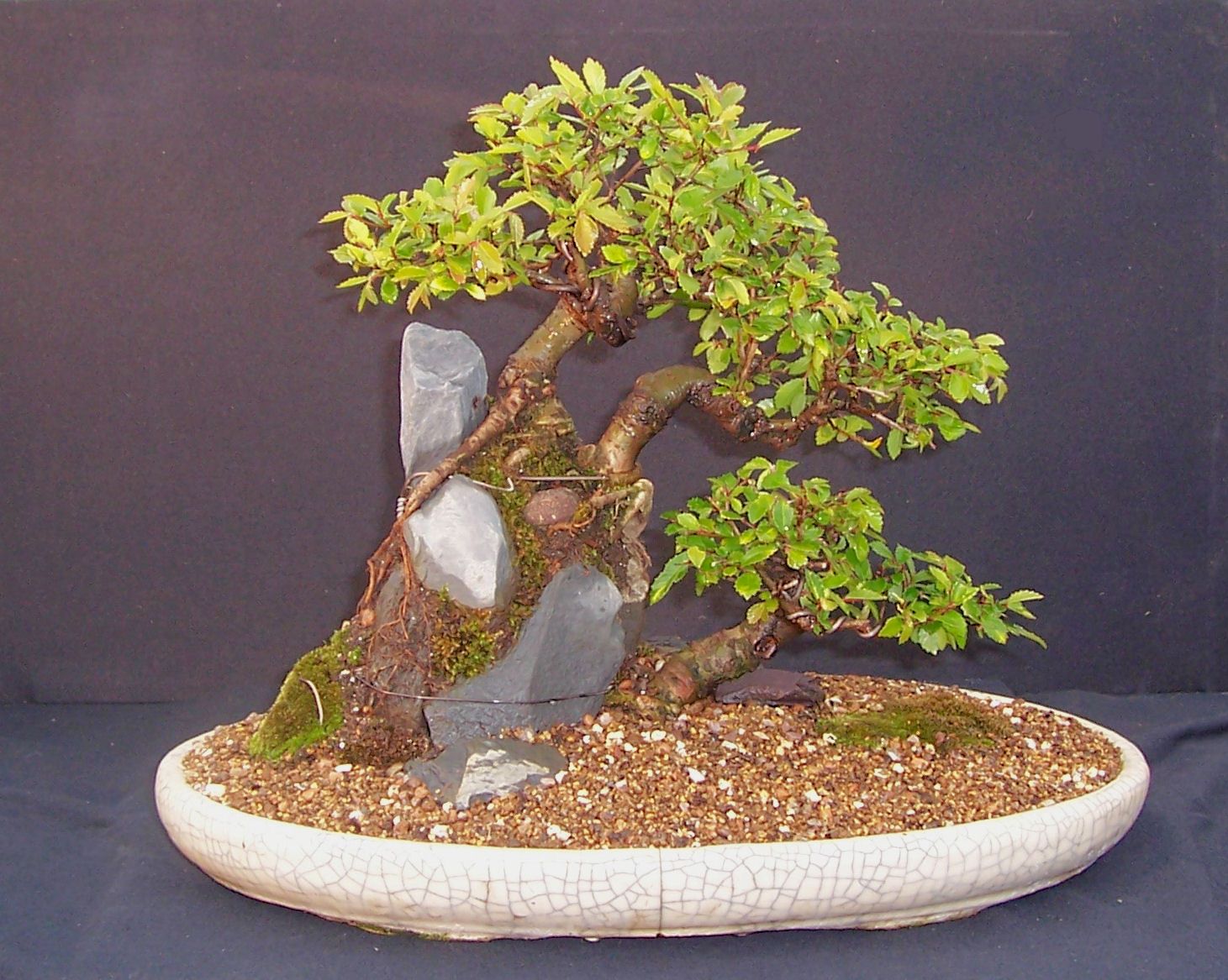 MiKo Bonsai Chinese Elm Landscape Planting