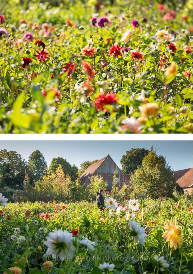 Gartenblick Gartenfotografie Dahlienrausch Im Garten Schwieters