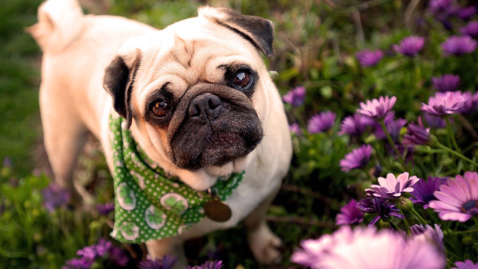 Cute Pug Puppies Wallpaper image | Free HD Wallpaper