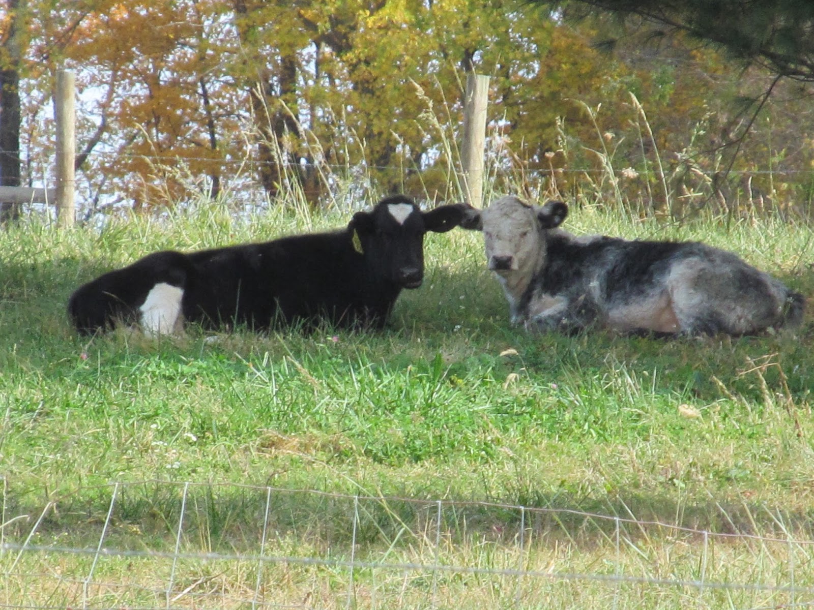 LL Farm Our Homestead Animals