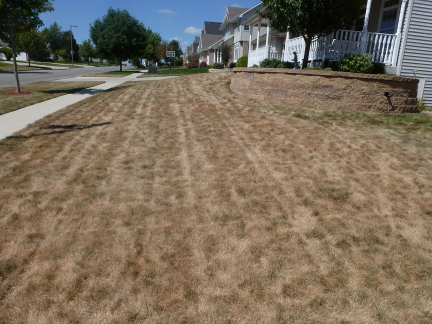 iaTURF Drought Damaged Lawns Need Help