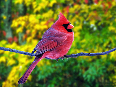 Beautiful Colorful Cute Birds Wallpapers Seen On www.dil-ki-dunya.tk