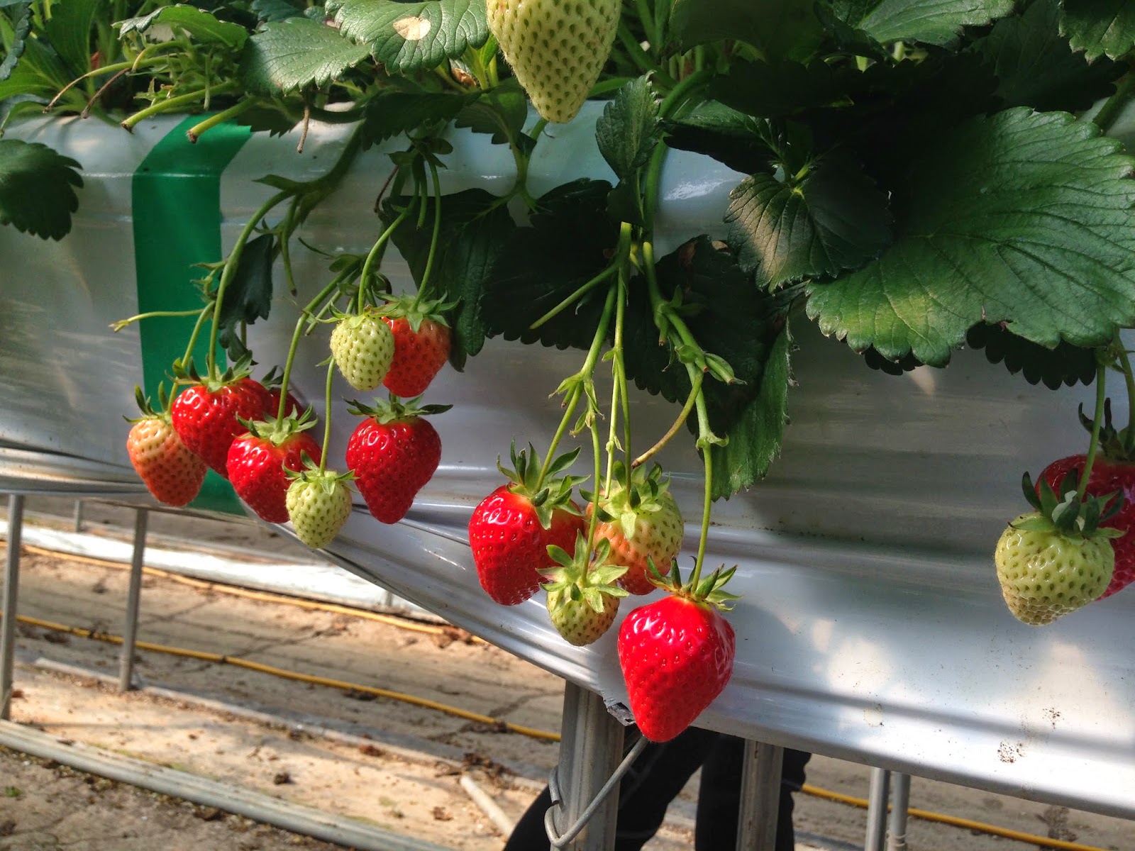 Kristen In Korea! Nonsan Strawberry Festival!