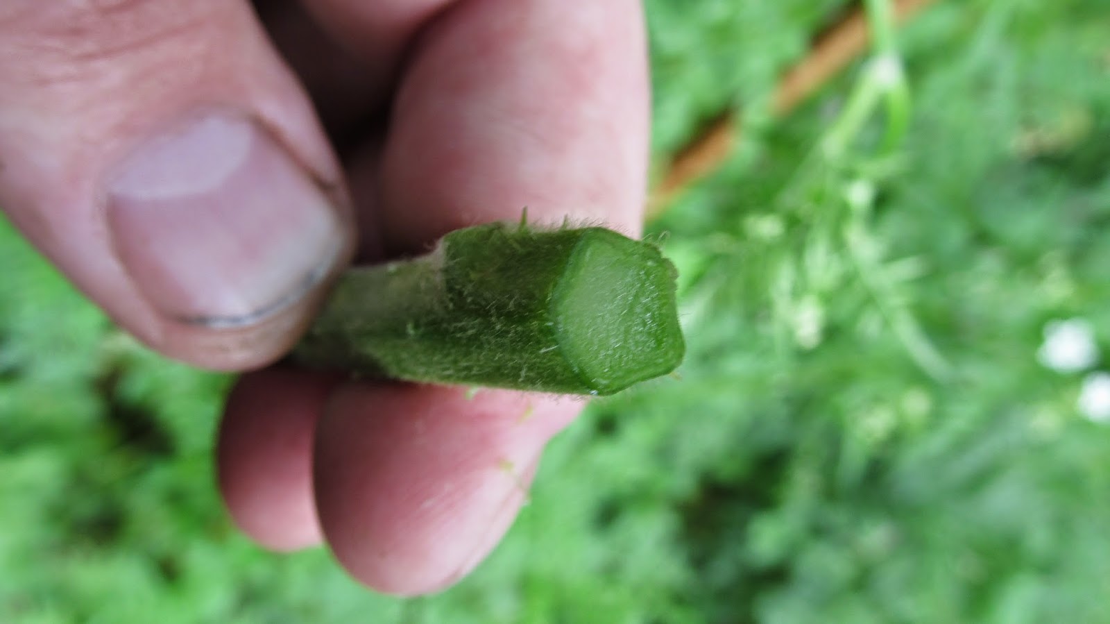 BUZZARD BUSHCRAFT Blackberry Shoots