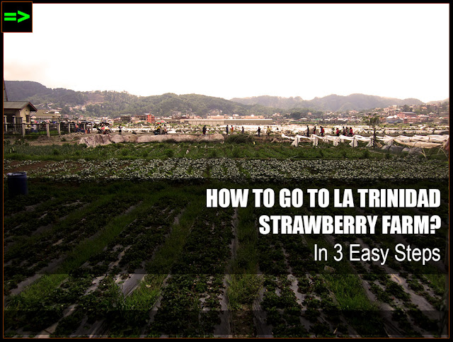 HOW TO GO TO LA TRINIDAD STRAWBERRY FARM, BENGUET