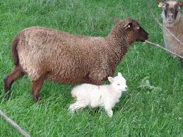 Something New..White Shetlands