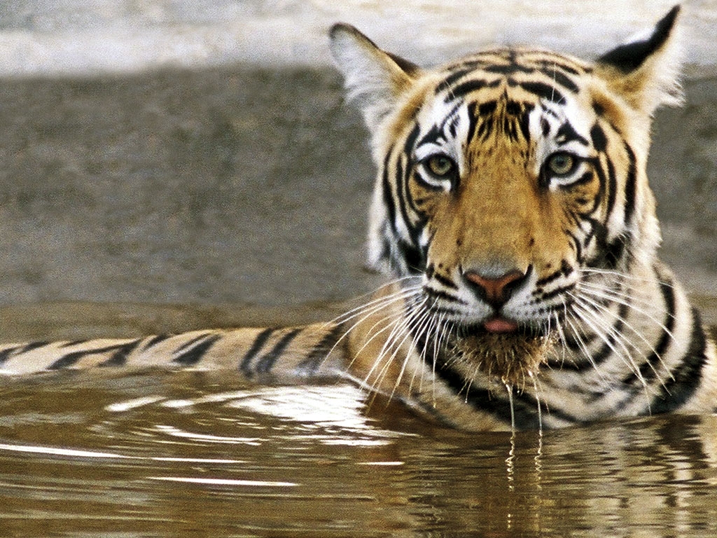 wildlife in india The wonder and amazement, followed by the thrill and happiness of spotting wildlife in their habitats are feelings that are best experienced fortunately, in india. wildlife in india The wonder and amazement, followed by the thrill and happiness of spotting wildlife in their habitats are feelings that are best experienced fortunately, in india.