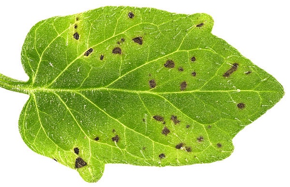 Animals Immune System