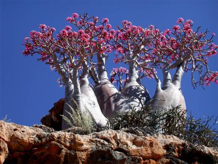صور مدهشه وغريبه Socotra+Island%252C+Desert+Rose