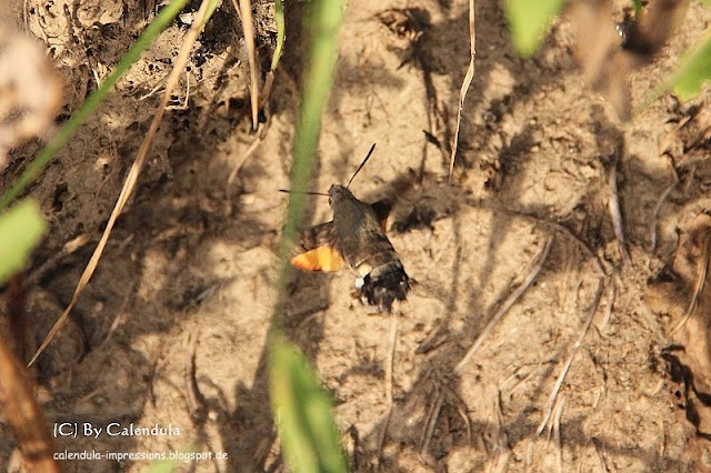 Kaiserstuhl Taubenschwänzchen Taubenschwanz Schmetterling