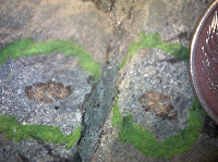 Fossil