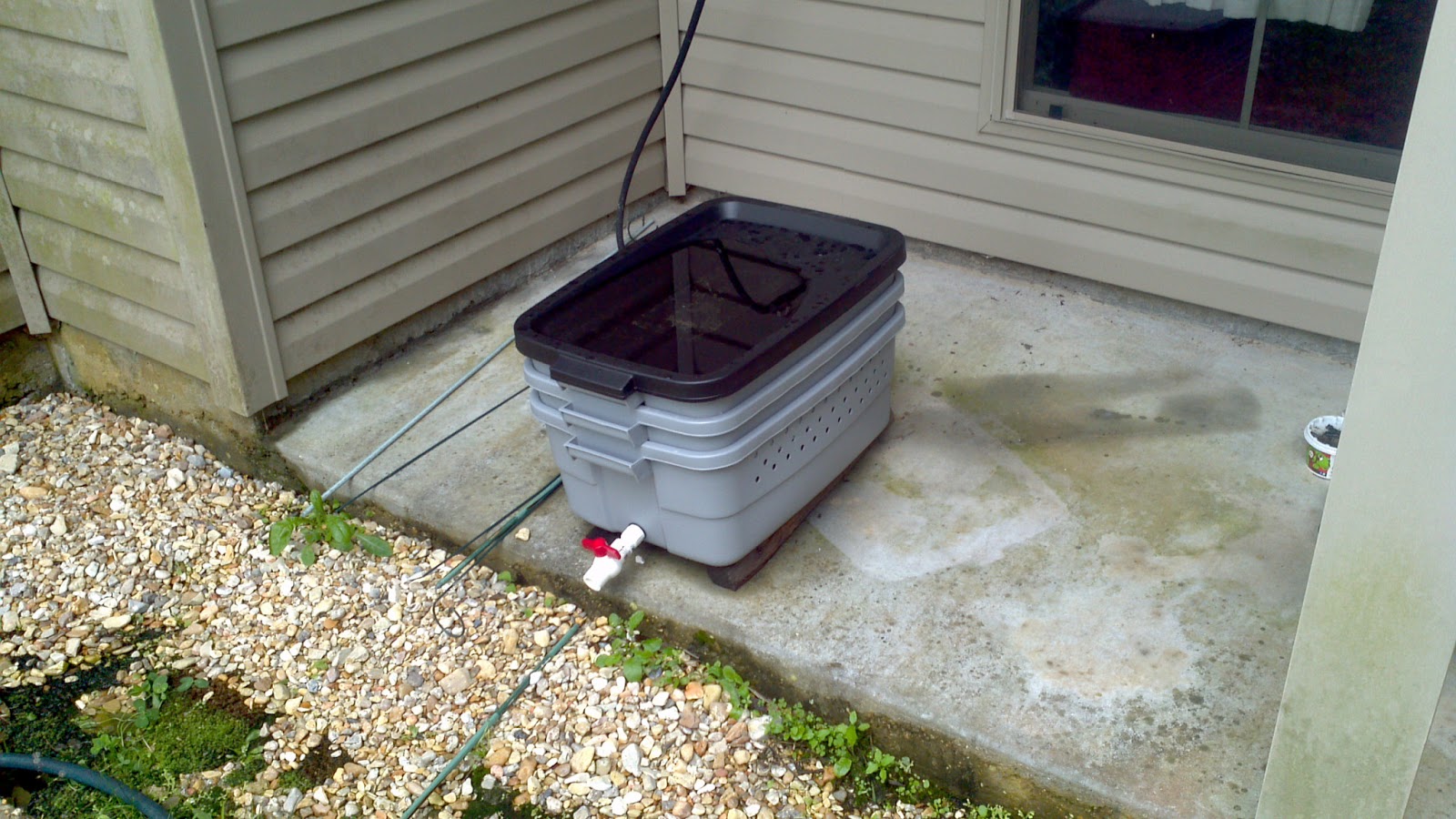 Aquaponics, My Weedless Garden Vermiculture produces a unexpected crop