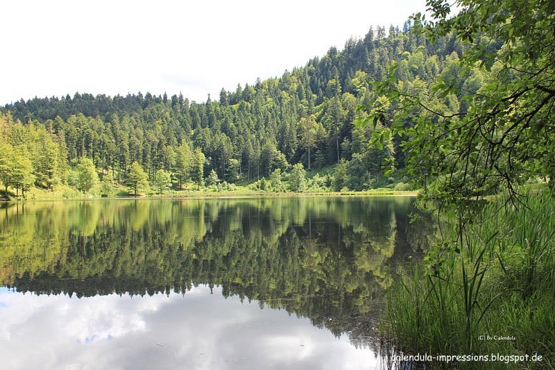 Spiegelungen im Wasser Nonnenmattweiher