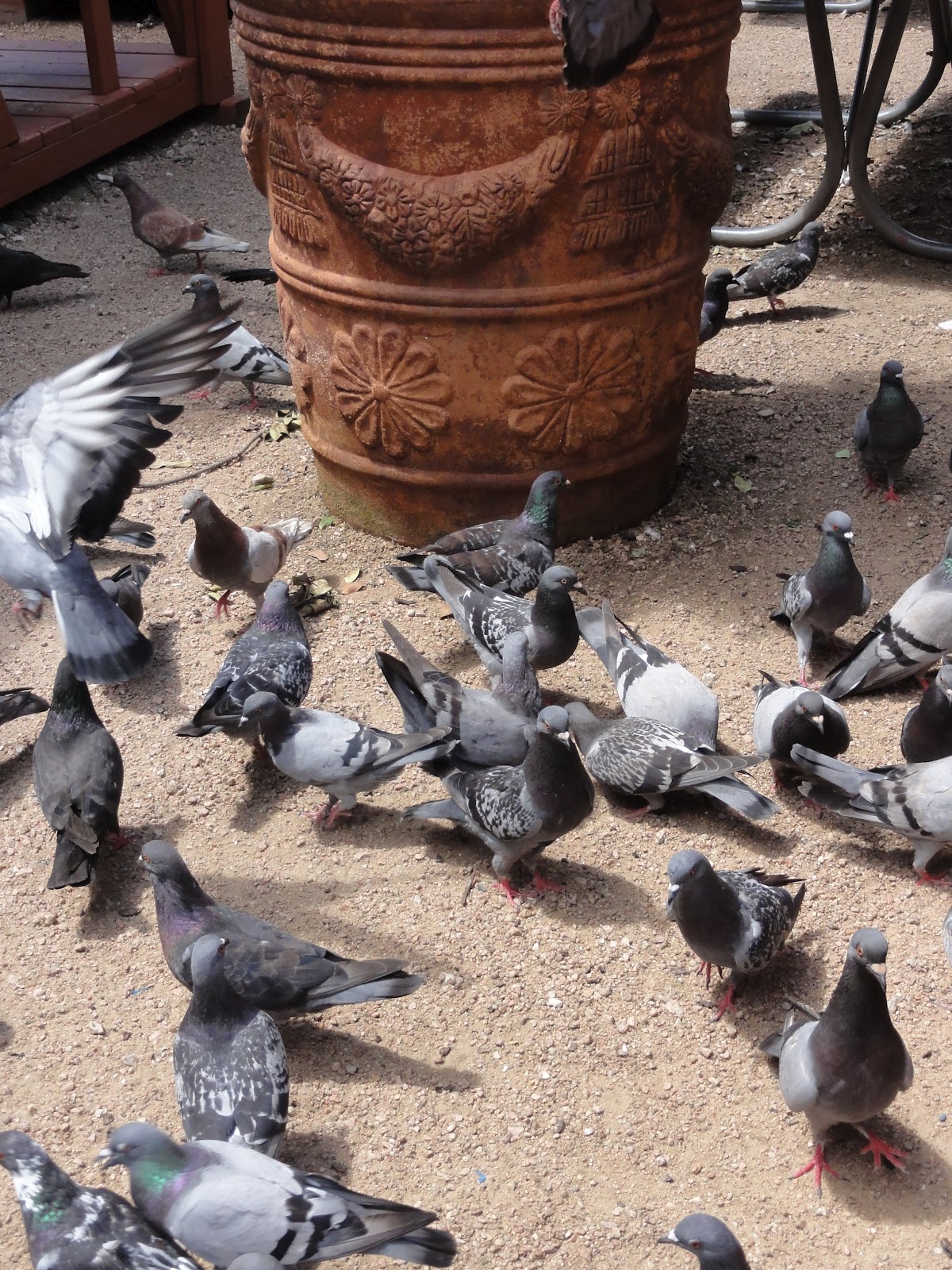 Austin Top 50 Fun in the Sun Zilker Metropolitan Park